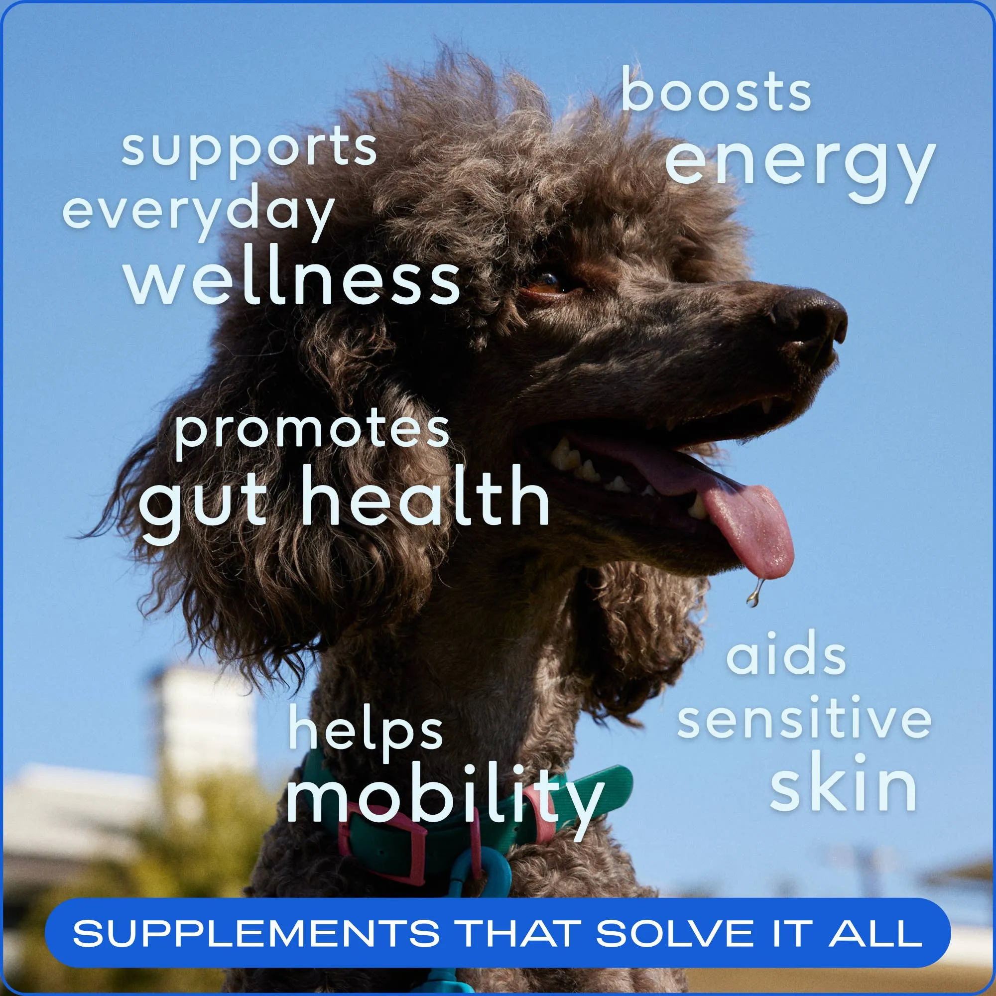 The Daily Powder Supplement, 11-in-1 Multivitamins for Dogs